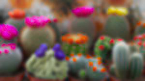 Cactus Blurred